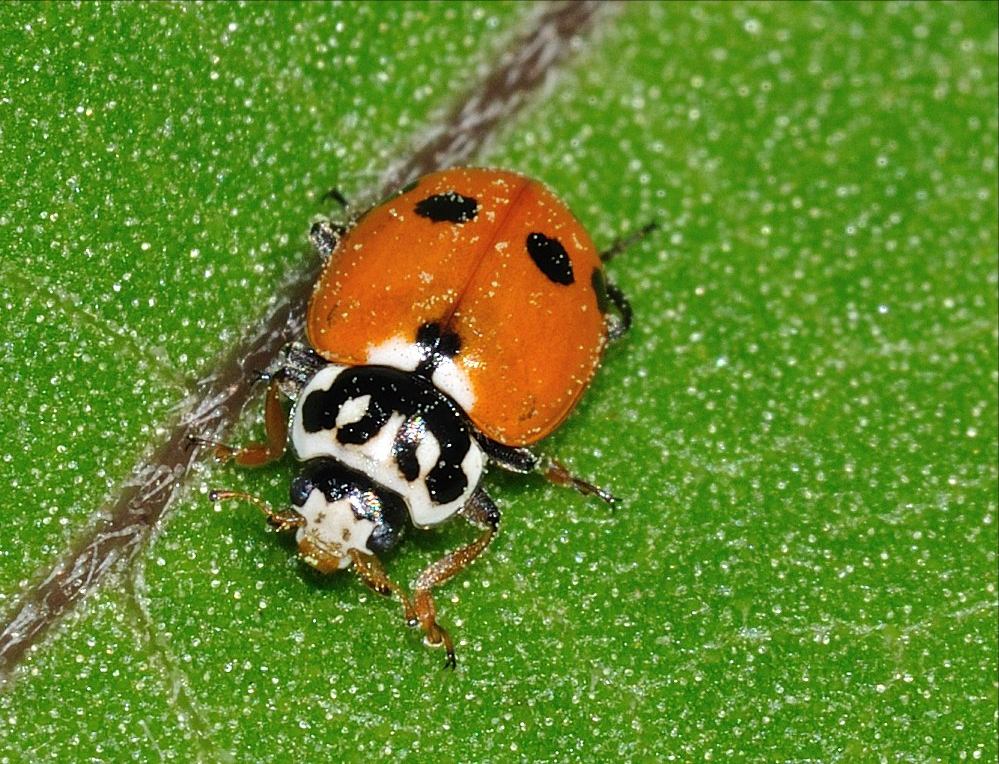 Coccinella: Hippodamia variegata